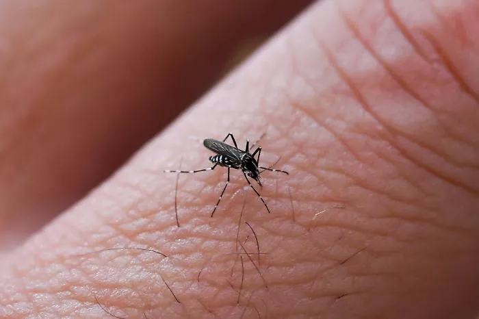 Zanzare, perch&eacute; pungono proprio noi? La scienza dietro il bersaglio perfetto