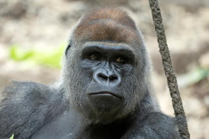 Istinto letale o pazzia da cattivit&agrave;? La furia del gorilla fa due vittime nello zoo di Basilea