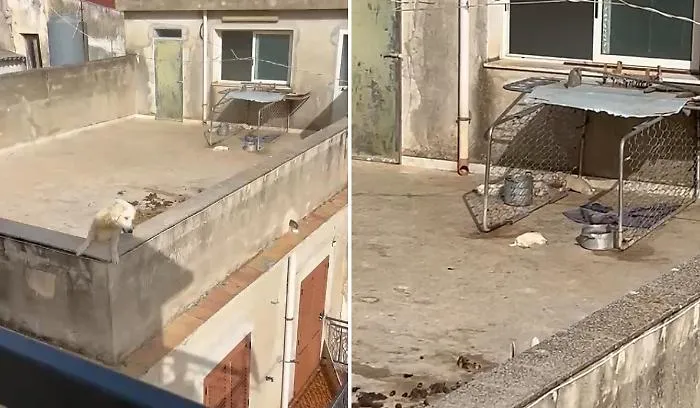 Sciacca, terrazzo dell&rsquo;orrore: quattro cuccioli morti sotto il sole, salvati gli altri cani