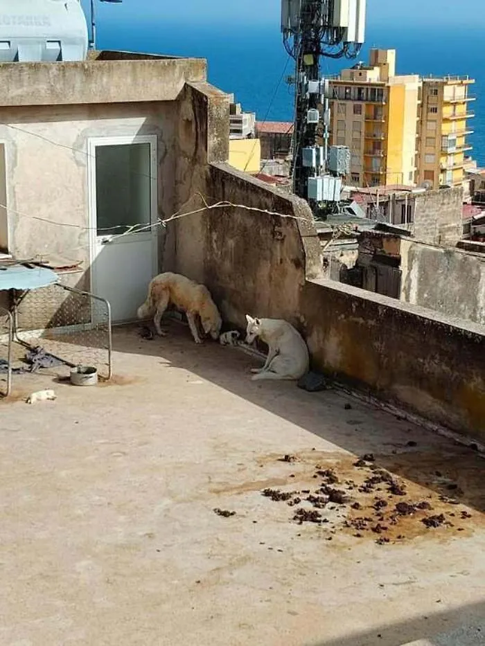 Cuccioli di cane morti per caldo, sabato sera una manifestazione a Sciacca
