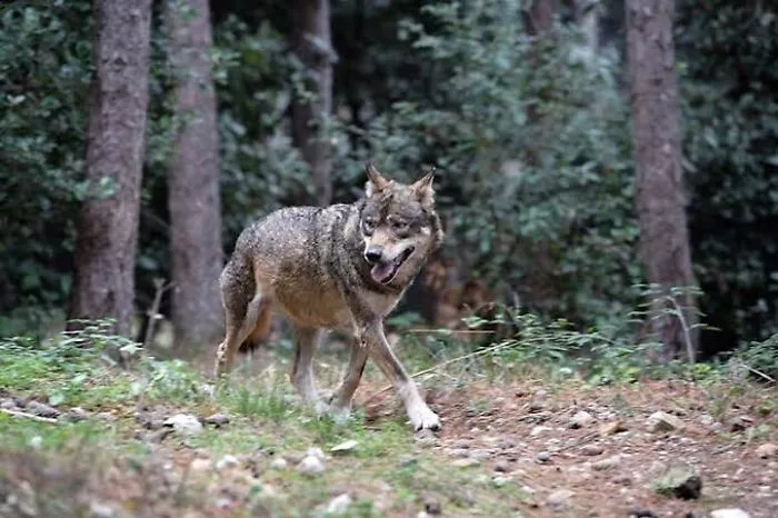 Orrore in giardino a Camaiore: lupo punta bimbo di due anni, salvato dal cane di famiglia