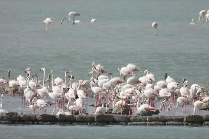 Evento storico alle Saline di Trapani: per la prima volta nidifica il fenicottero rosa