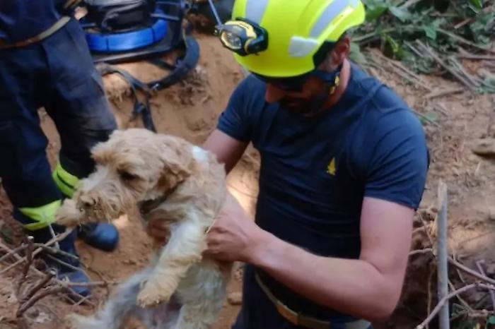 Due cagnolini intrappolati nella tana di un tasso: salvati dai vigili del fuoco a Rivoli
