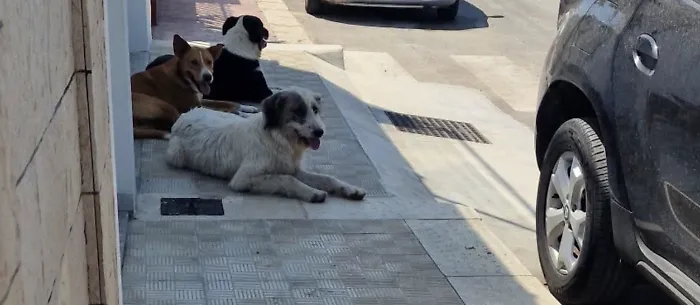 Scoglitti, branco di randagi assale un ragazzino. L'intervento del nonno evita il peggio