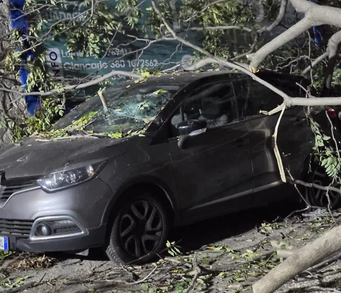 Agrigento, albero si abbatte sulle auto in via De Gasperi: sfiorata la tragedia