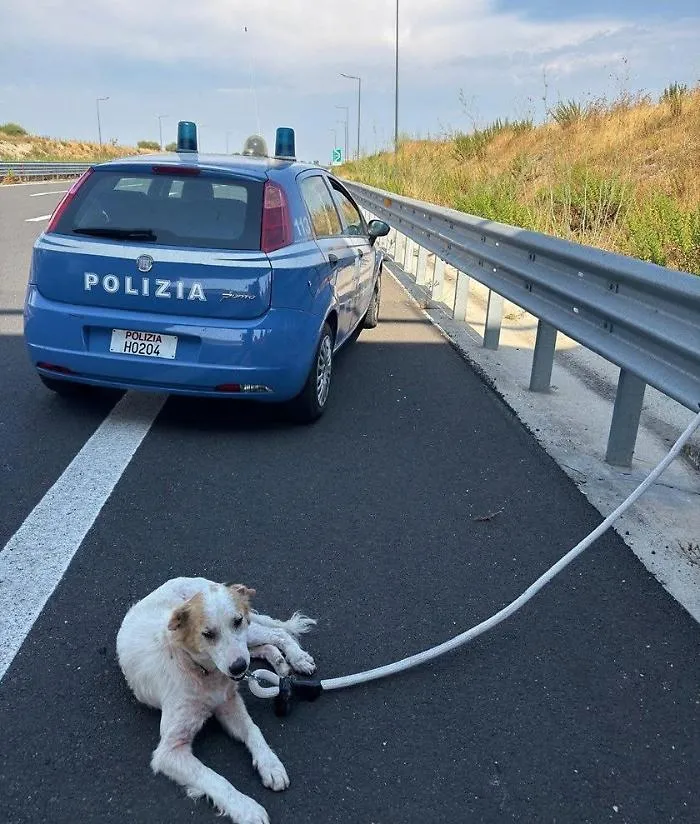Modica, la polizia di Stato salva un cane randagio in autostrada