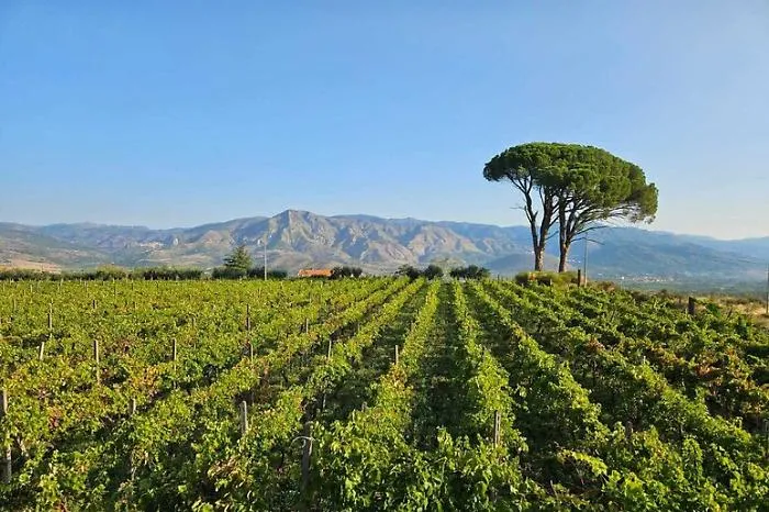 La Sicilia scopre i tropici: se il mango e l'avocado prendono il posto delle arance