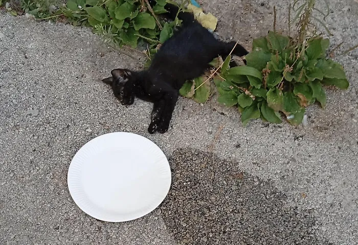 Pozzallo, quattro gatti trovati morti negli ultimi cinque giorni