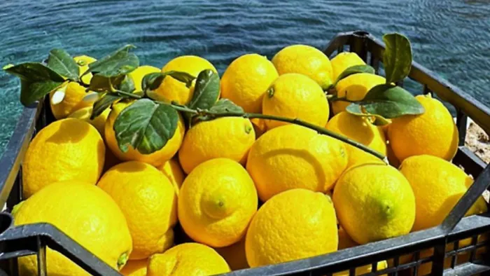 Il limone di Bagheria e i pascoli di Castronovo, la Sicilia a Terra Madre con due nuovi pres&igrave;di