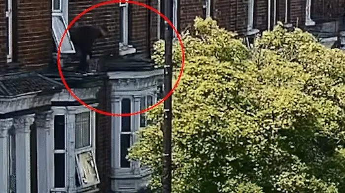 Sequestrato sfugge alla banda lanciandosi dal balcone su un albero: il video