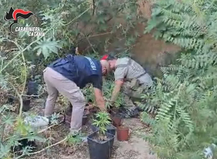 Sotto il fico 25 piantine di cannabis: il provvedimento nei confronti di un 32enne col "pollice verde"