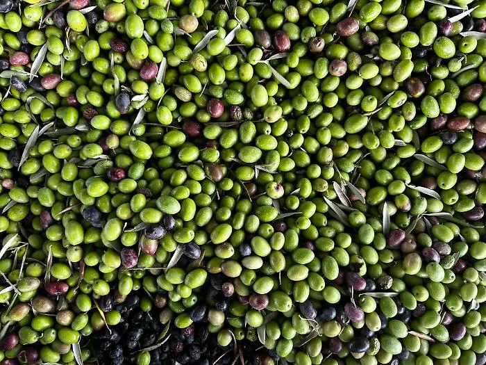 Olio d&rsquo;oliva,16mila tonnellate invendute in Sicilia. Barbera: &laquo;Concorrenza dei prezzi da Spagna e Grecia&raquo;