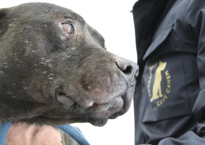 Cercavano un cagnolino smarrito, scoprono il ring dei pitbull: maxi operazione a Gela 