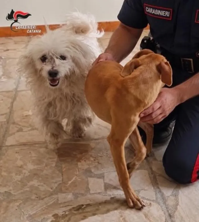 Cani salvati da un appartamento fatiscente a San Michele di Ganzaria: tre denunciati per abbandono