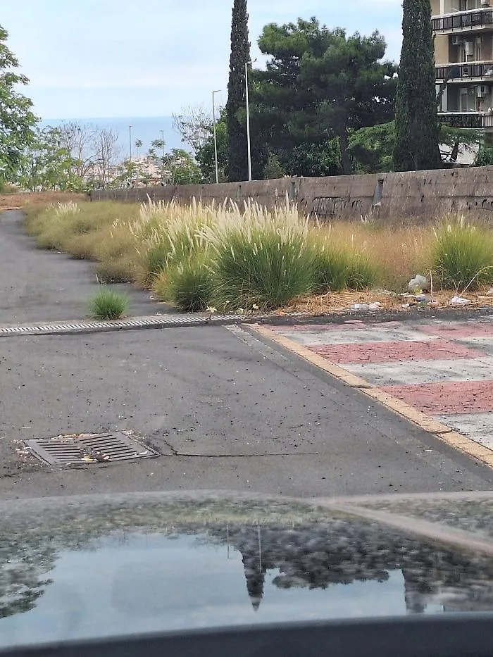 Catania, corsie di decelerazione al viale Mediterraneo invase dalla vegetazione