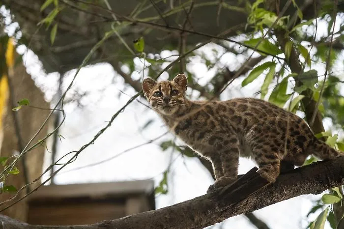 Bolivia, scoperta una nuova specie di gatto: ecco il Tilcayo che la scienza non vedeva da un secolo 
