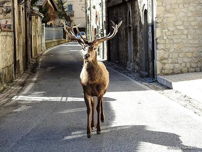 Si avvicina a un cervo per un selfie, l&rsquo;animale lo carica: turista ferito nel Parco d&rsquo;Abruzzo