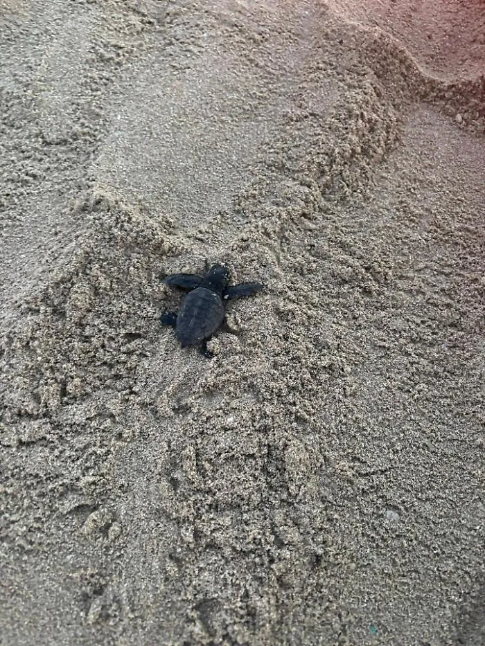 Schiusa a Marsala: circa trenta tartarughe Caretta caretta raggiungono il mare