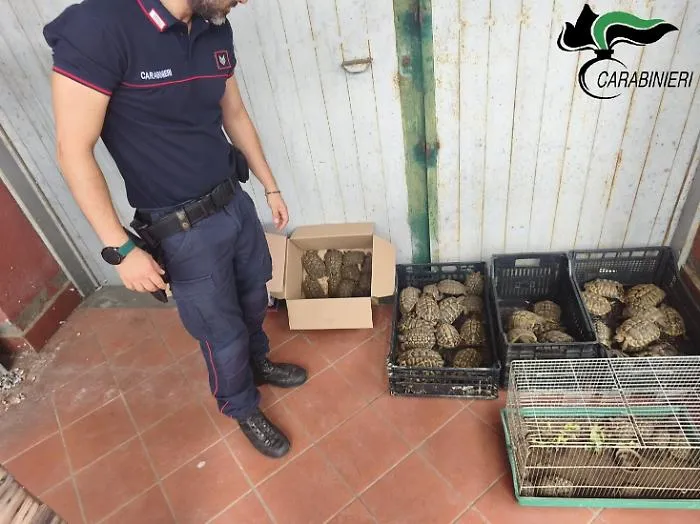 A Trecastagni 102 tartarughe nel giardino di casa: scatta il sequestro e la denuncia 