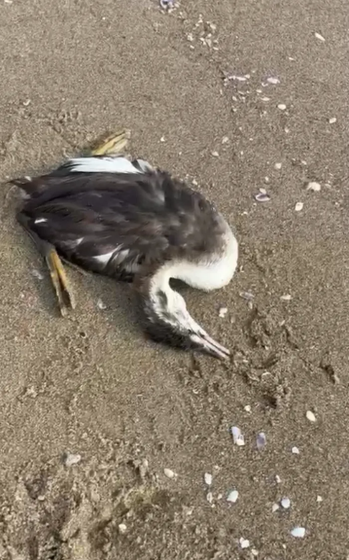 Recuperato Airone in difficolt&agrave; sulla spiaggia della Plaia
