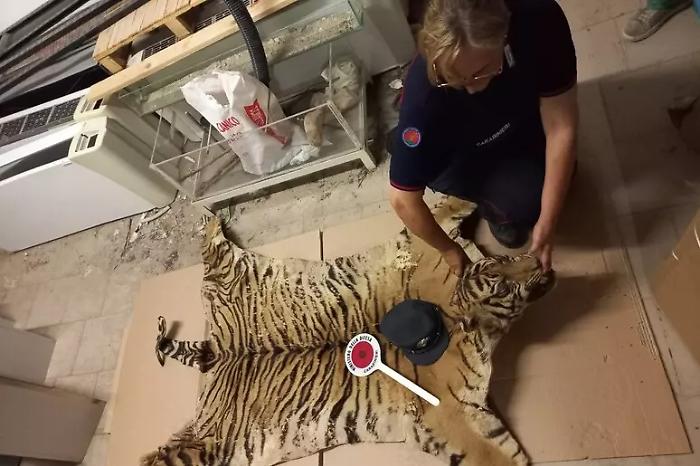 Una pelle di tigre nello scatolone: il mistero del trofeo abbandonato al museo 