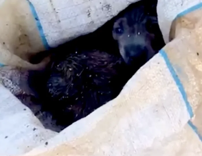 Incredibile a Ragusa, due cuccioli chiusi in un sacco e lanciati in una propriet&agrave; privata