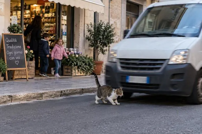 Ragusa, furgone travolge e uccide il gatto mascotte di un negozio: &ldquo;Poteva investire anche un bambino&rdquo;