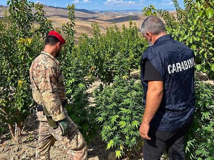 Maxi sequestro tra Licata e Butera: 70 chili di marjuana nel vigneto e fucile fuorilegge, denunciato un 72enne