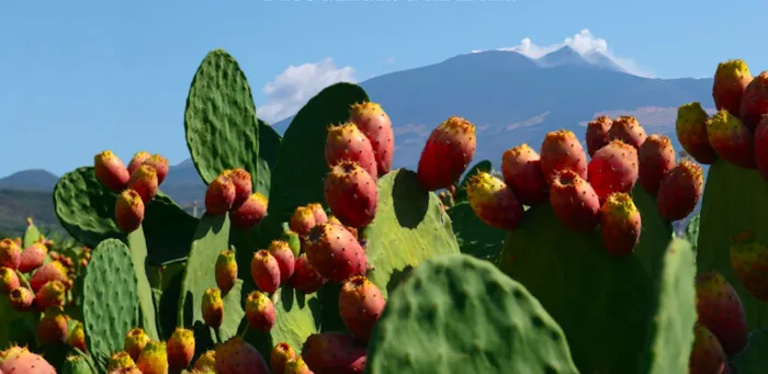 Dalla Sagra del ficodindia agli chef stellati di Etna Wine Forum. Ecco cosa fare in Sicilia nel weekend