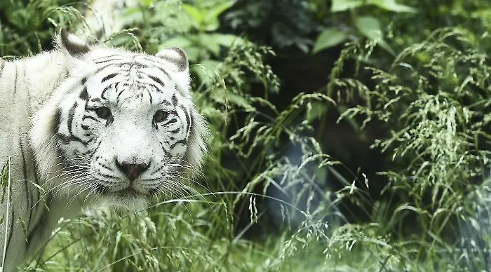 Scavalca il recinto allo Yorkshire Wildlife Park e viene dilaniato da una tigre: morto ore dopo