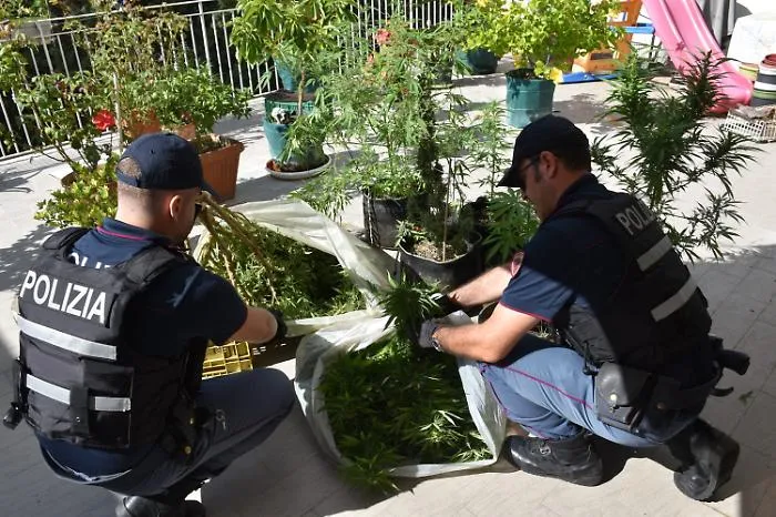 Tre denunciati a Caltagirone: sequestrate dieci piante di marijuana e ritirati cinque fucili