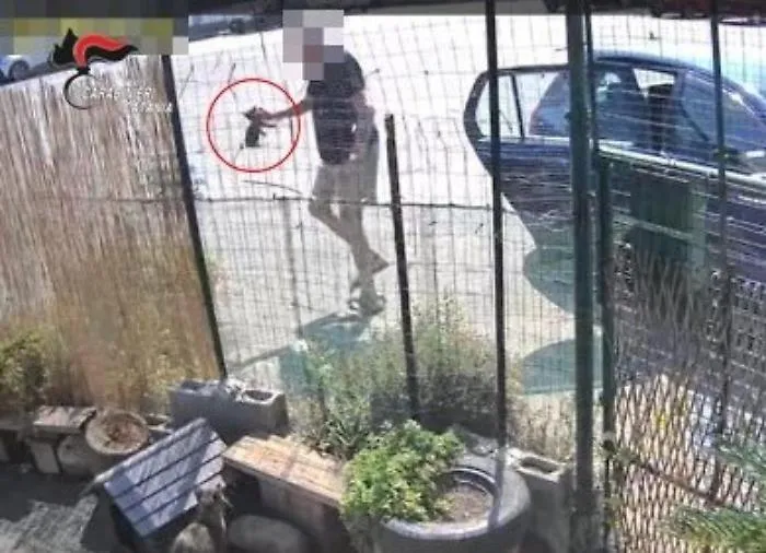 Prende quattro gattini dall'auto e li lancia oltre la rete di una colonia felina: denunciato 76enne a Riposto