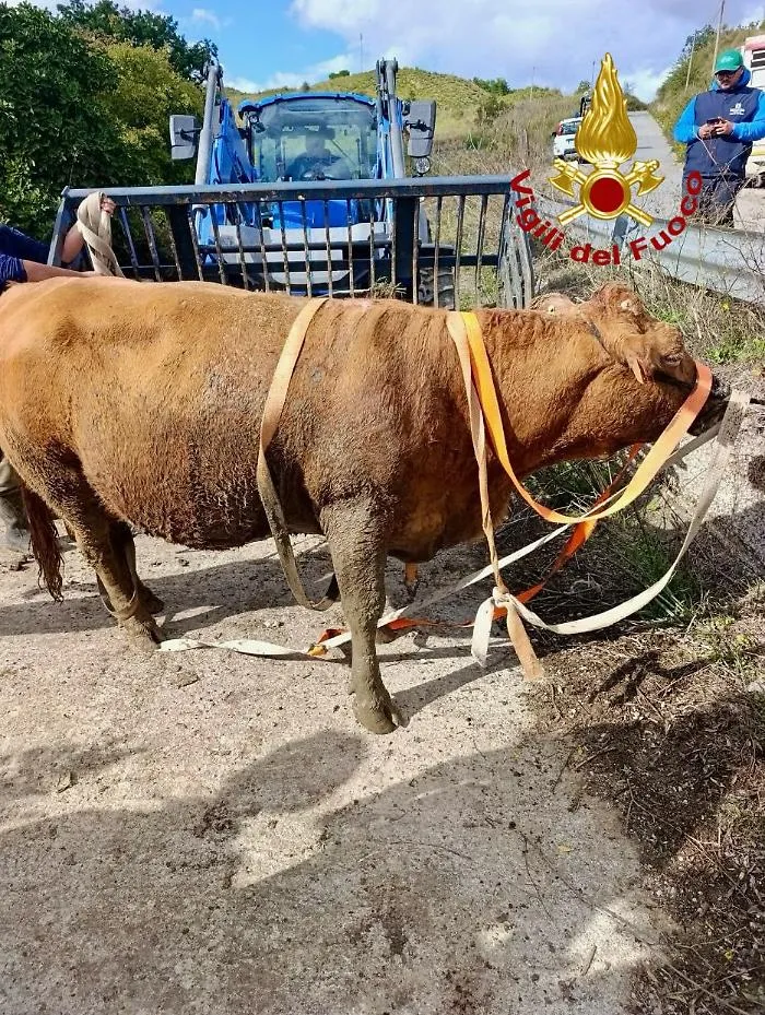 Mucca cade dentro una buca, recuperata dai vigili a Gangi