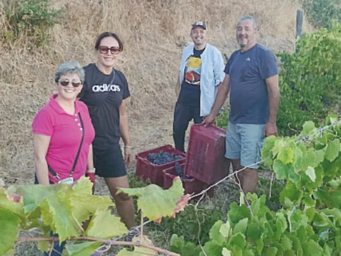 Vendemmia d'emergenza all&rsquo;istituto agrario &ldquo;Cuppari&rdquo;: docenti e personale in campo per salvare il Faro Doc