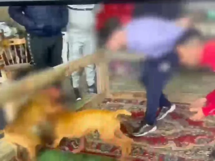 L&rsquo;inferno siciliano dei pitbull con intrecci in Serbia. Sei denunciati, 13 cani sequestrati