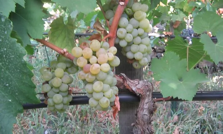 Marsala: truffa ai fondi agricoli, nel mirino due imprenditori di Salemi